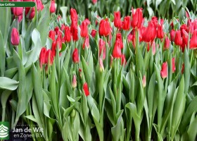 Tulipa Calibra ® (1)